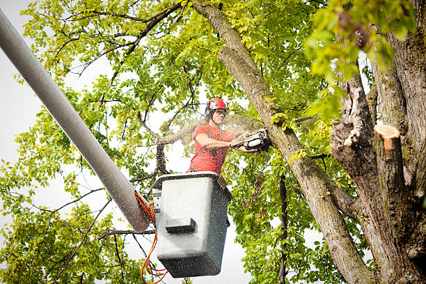 Best Stump Grinding and Removal  in George, IA